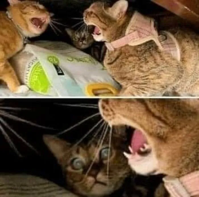 20 Divertidos memes demostrando que los gatos tienen muy mala leche
