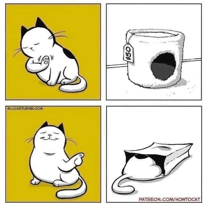 20 Divertidos memes demostrando que los gatos tienen muy mala leche