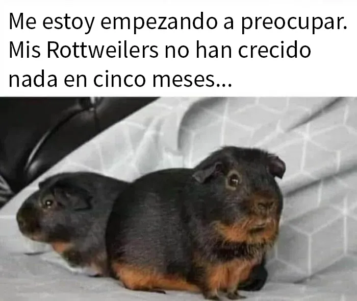 20 Memes e imágenes de animales tan divertidos como reconfortantes para hacerte sonreír