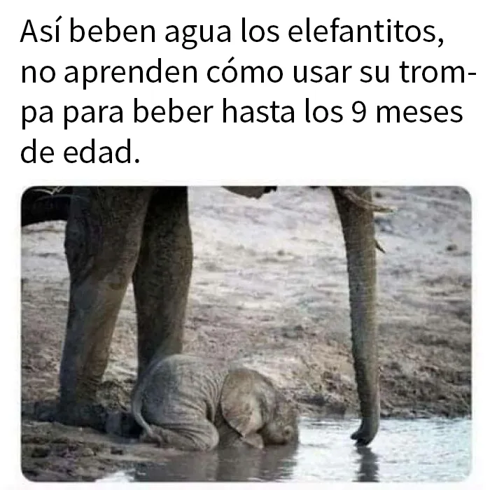 20 Memes e imágenes de animales tan divertidos como reconfortantes para hacerte sonreír