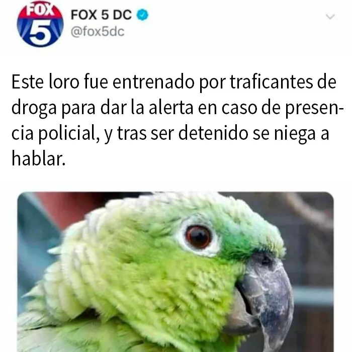 20 Memes e imágenes de animales tan divertidos como reconfortantes para hacerte sonreír