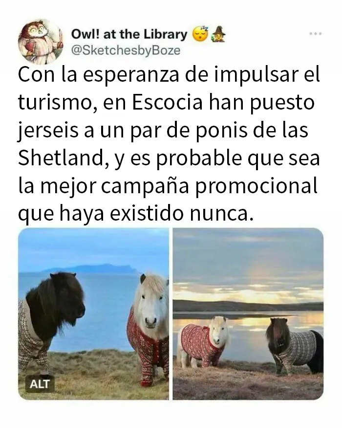 20 Memes e imágenes de animales tan divertidos como reconfortantes para hacerte sonreír