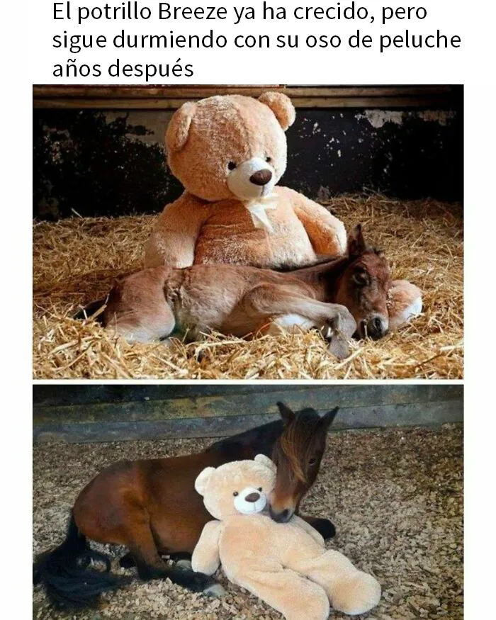 20 Memes e imágenes de animales tan divertidos como reconfortantes para hacerte sonreír