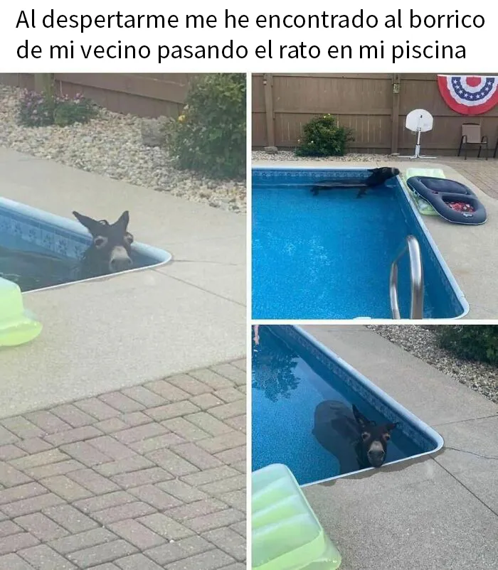 20 Memes e imágenes de animales tan divertidos como reconfortantes para hacerte sonreír