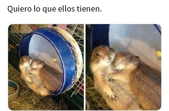 20 Memes e imágenes de animales tan divertidos como reconfortantes para hacerte sonreír