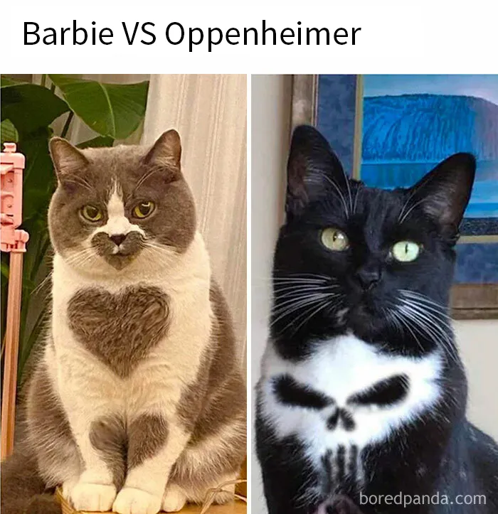 20 Memes e imágenes de animales tan divertidos como reconfortantes para hacerte sonreír