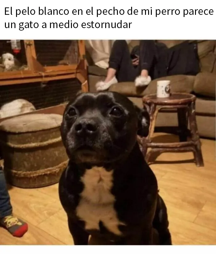 20 Memes e imágenes de animales tan divertidos como reconfortantes para hacerte sonreír