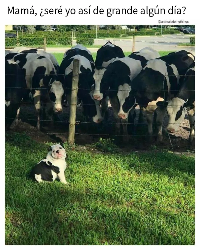 20 Memes e imágenes de animales tan divertidos como reconfortantes para hacerte sonreír