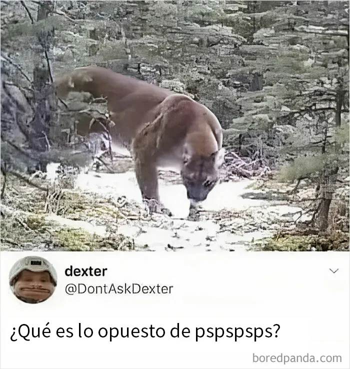 20 Memes e imágenes de animales tan divertidos como reconfortantes para hacerte sonreír