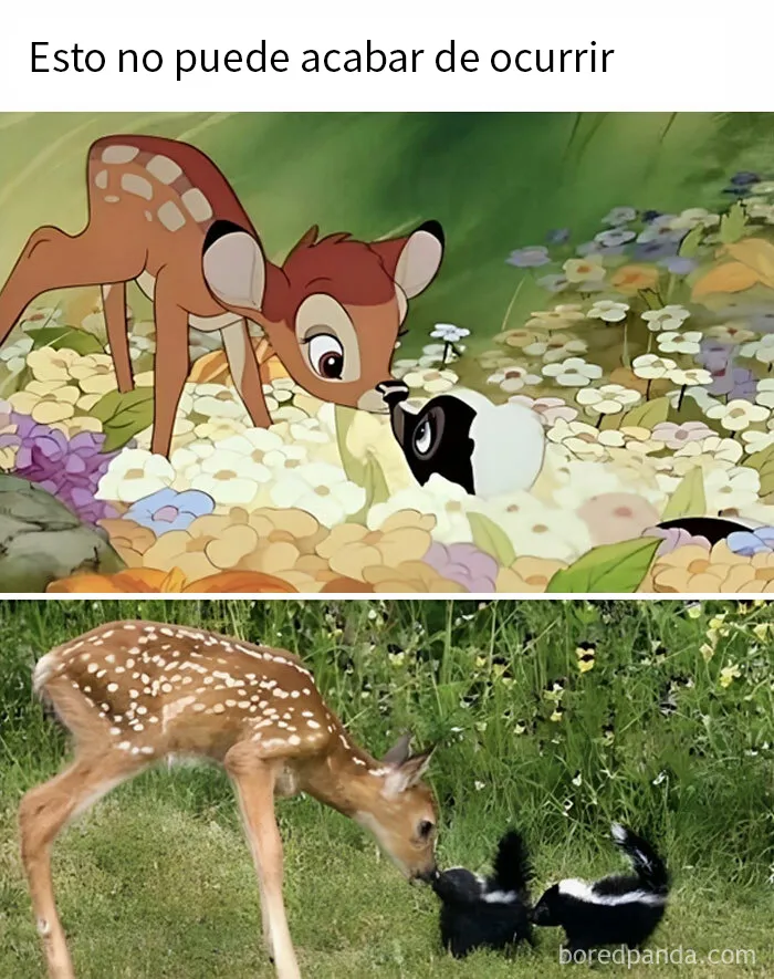20 Memes e imágenes de animales tan divertidos como reconfortantes para hacerte sonreír