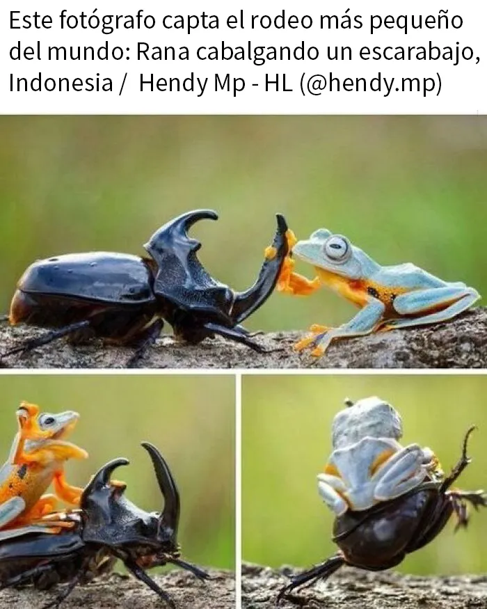 20 Memes e imágenes de animales tan divertidos como reconfortantes para hacerte sonreír