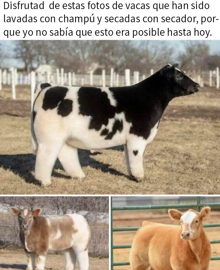 20 Memes e imágenes de animales tan divertidos como reconfortantes para hacerte sonreír