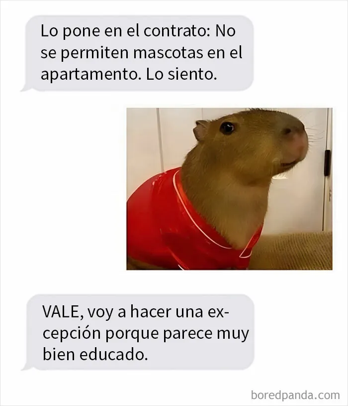 20 Memes e imágenes de animales tan divertidos como reconfortantes para hacerte sonreír