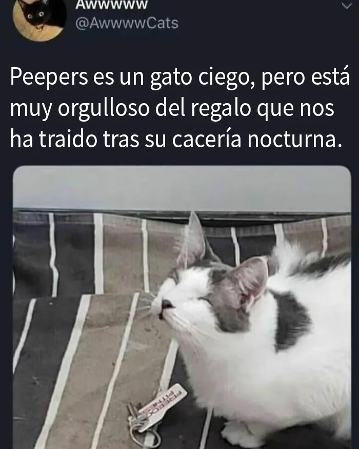 20 Memes e imágenes de animales tan divertidos como reconfortantes para hacerte sonreír