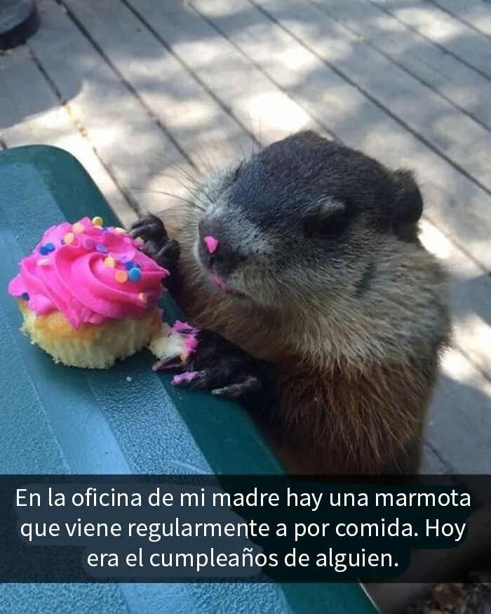 20 Memes e imágenes de animales tan divertidos como reconfortantes para hacerte sonreír