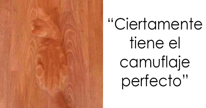 35 Momentos divertidos con gatos que había que compartir