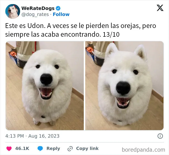 20 Personas que pidieron una valoración de sus perros y recibieron respuestas buenísimas