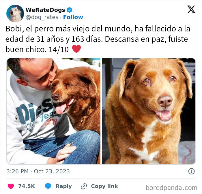 20 Personas que pidieron una valoración de sus perros y recibieron respuestas buenísimas