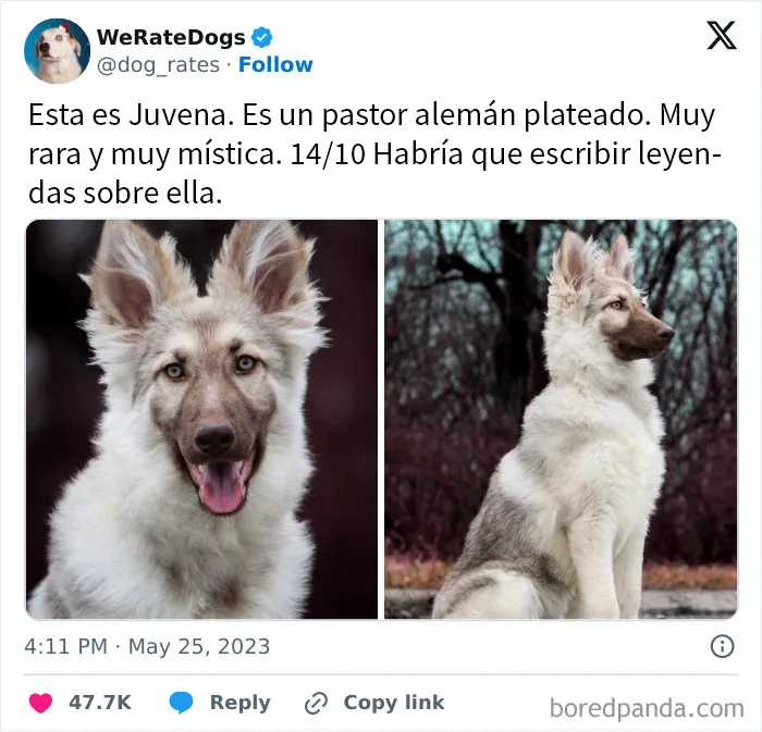 20 Personas que pidieron una valoración de sus perros y recibieron respuestas buenísimas