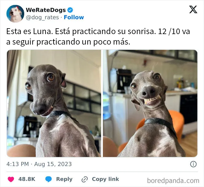 20 Personas que pidieron una valoración de sus perros y recibieron respuestas buenísimas