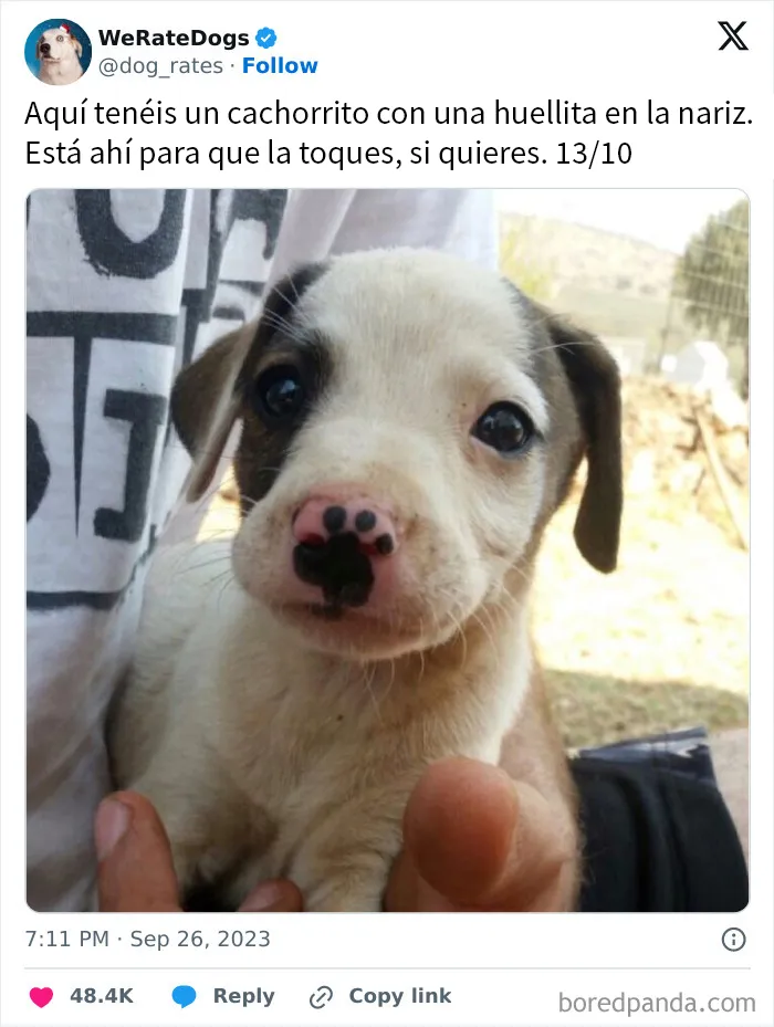 20 Personas que pidieron una valoración de sus perros y recibieron respuestas buenísimas
