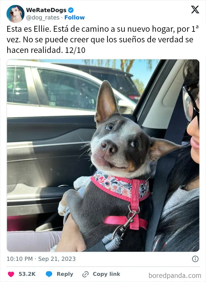 20 Personas que pidieron una valoración de sus perros y recibieron respuestas buenísimas