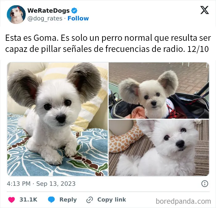 20 Personas que pidieron una valoración de sus perros y recibieron respuestas buenísimas