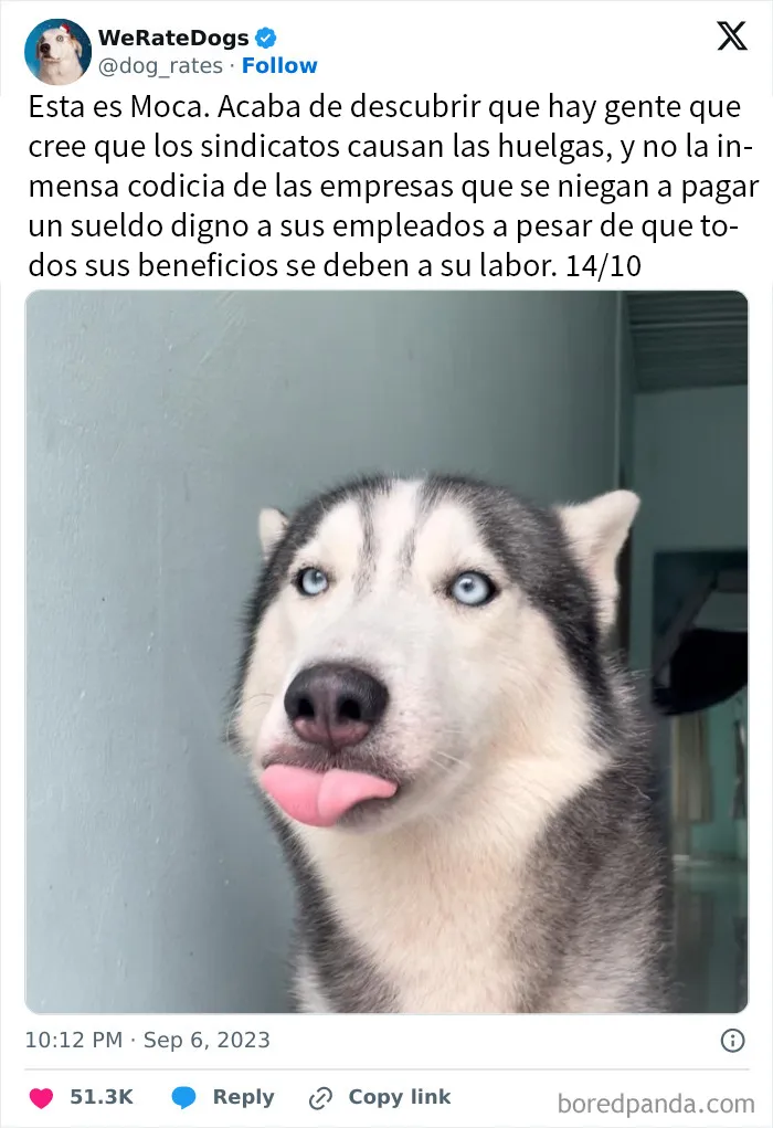 20 Personas que pidieron una valoración de sus perros y recibieron respuestas buenísimas