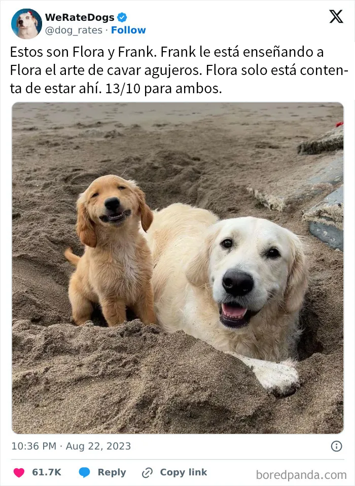 20 Personas que pidieron una valoración de sus perros y recibieron respuestas buenísimas