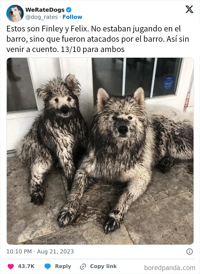 20 Personas que pidieron una valoración de sus perros y recibieron respuestas buenísimas