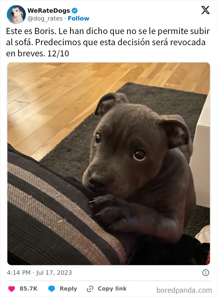 20 Personas que pidieron una valoración de sus perros y recibieron respuestas buenísimas