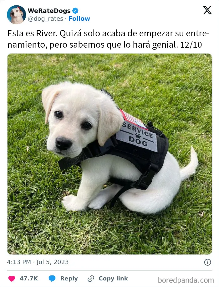 20 Personas que pidieron una valoración de sus perros y recibieron respuestas buenísimas