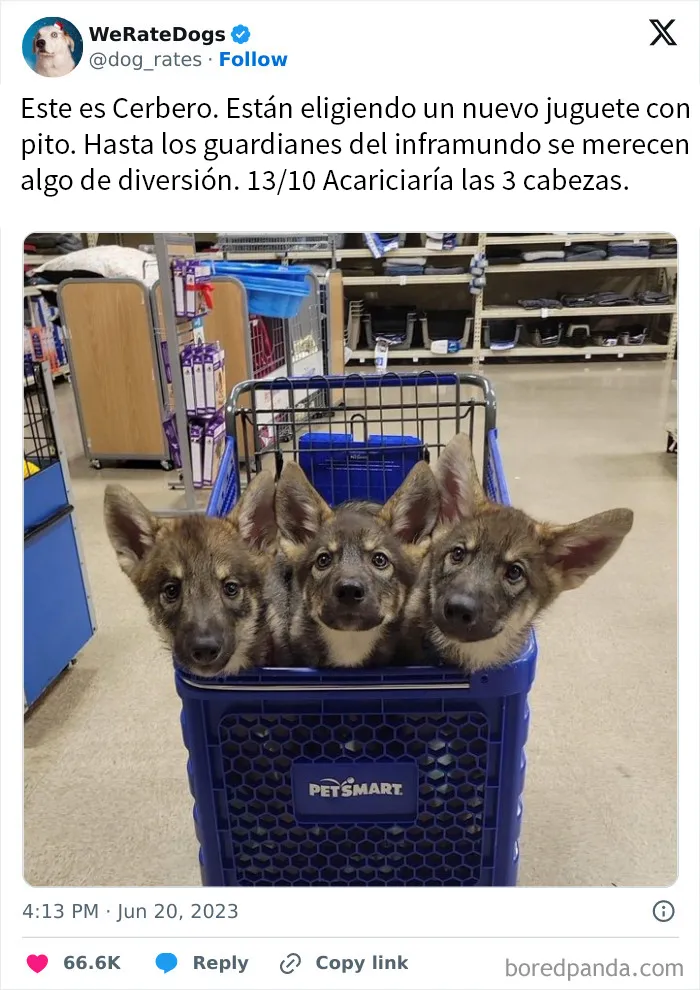 20 Personas que pidieron una valoración de sus perros y recibieron respuestas buenísimas