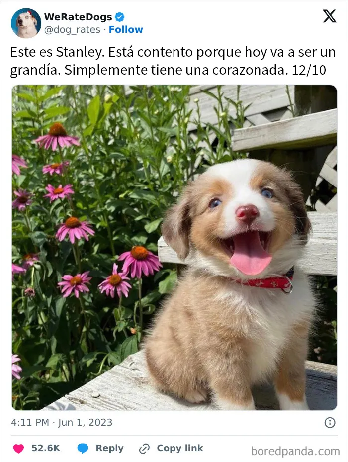 20 Personas que pidieron una valoración de sus perros y recibieron respuestas buenísimas