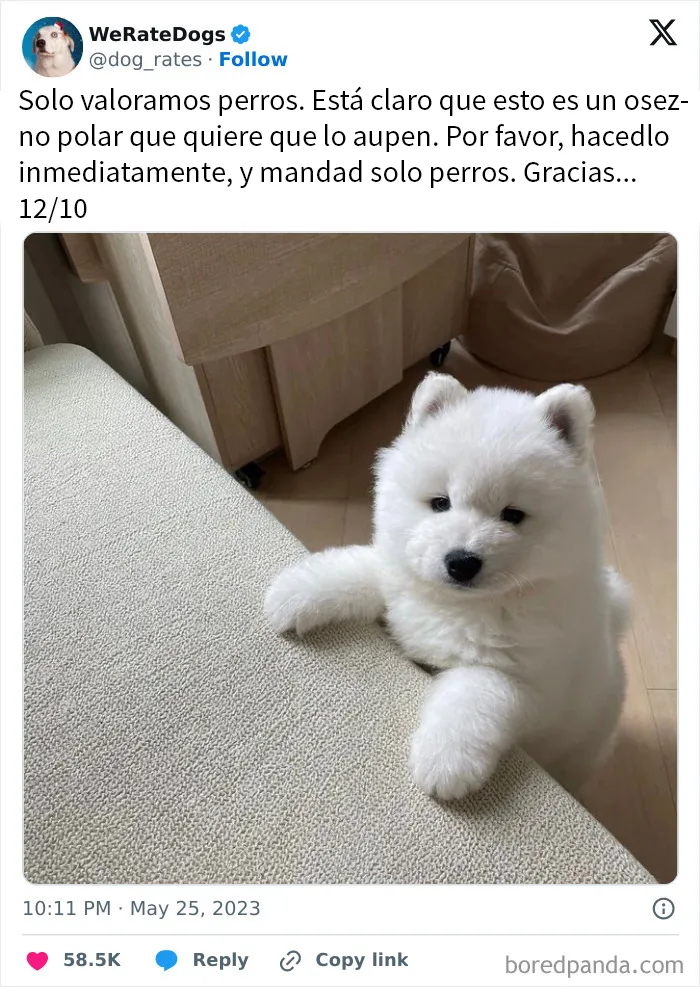 20 Personas que pidieron una valoración de sus perros y recibieron respuestas buenísimas