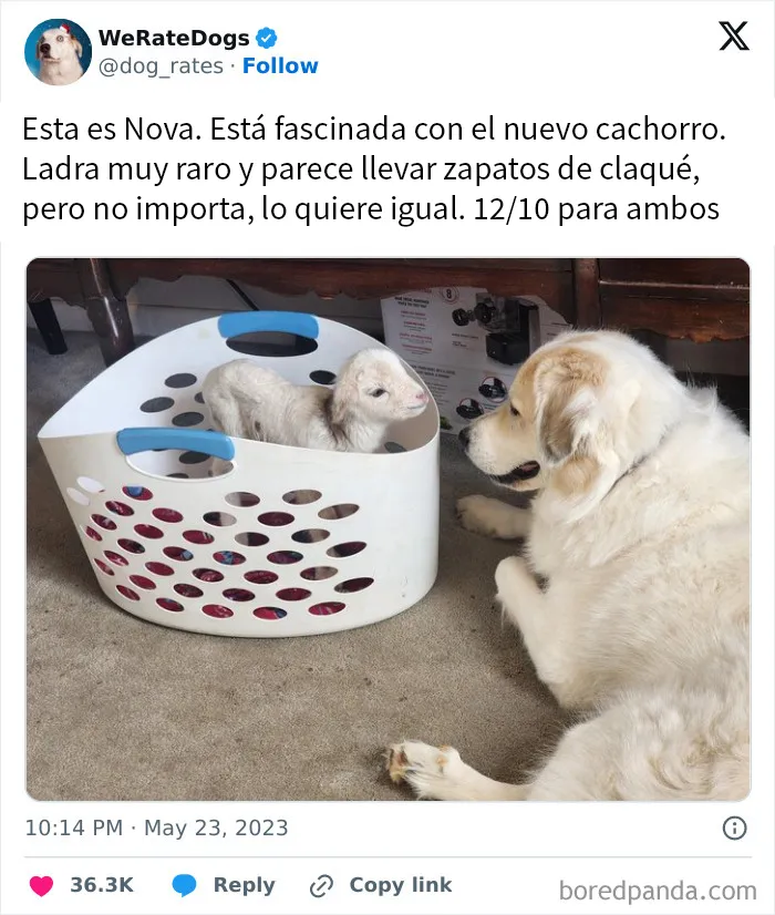20 Personas que pidieron una valoración de sus perros y recibieron respuestas buenísimas