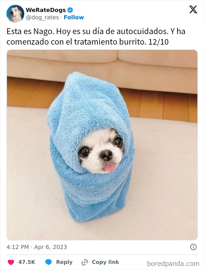 20 Personas que pidieron una valoración de sus perros y recibieron respuestas buenísimas