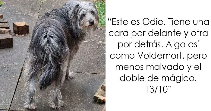 20 Personas que pidieron una valoración de sus perros y recibieron respuestas buenísimas