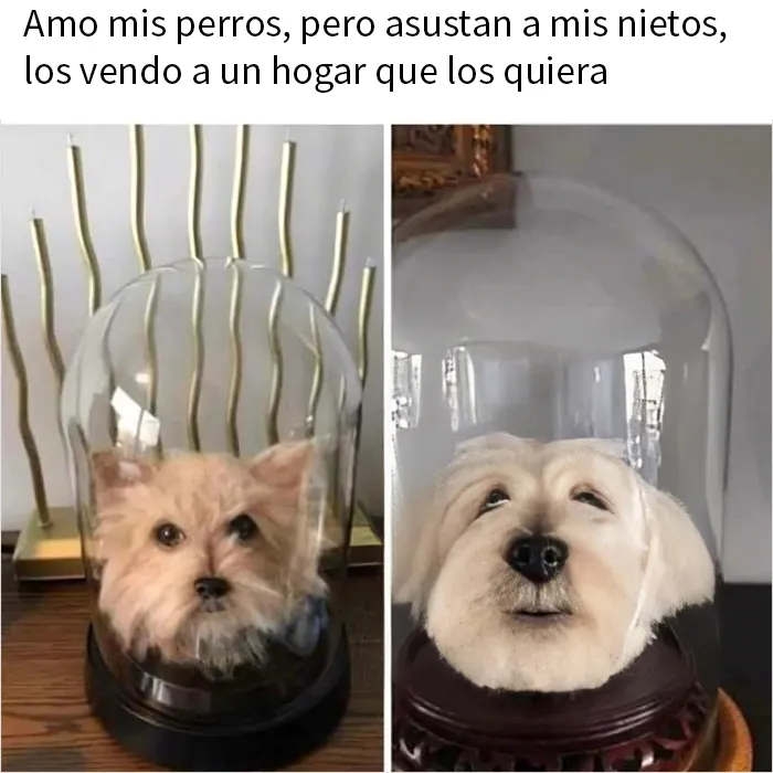 20 Personas mayores metiendo la pata con las redes sociales (nuevas imágenes)