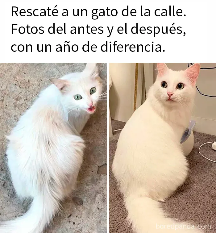 20 Memes reconfortantes para alegrarte el día (nuevas imágenes)