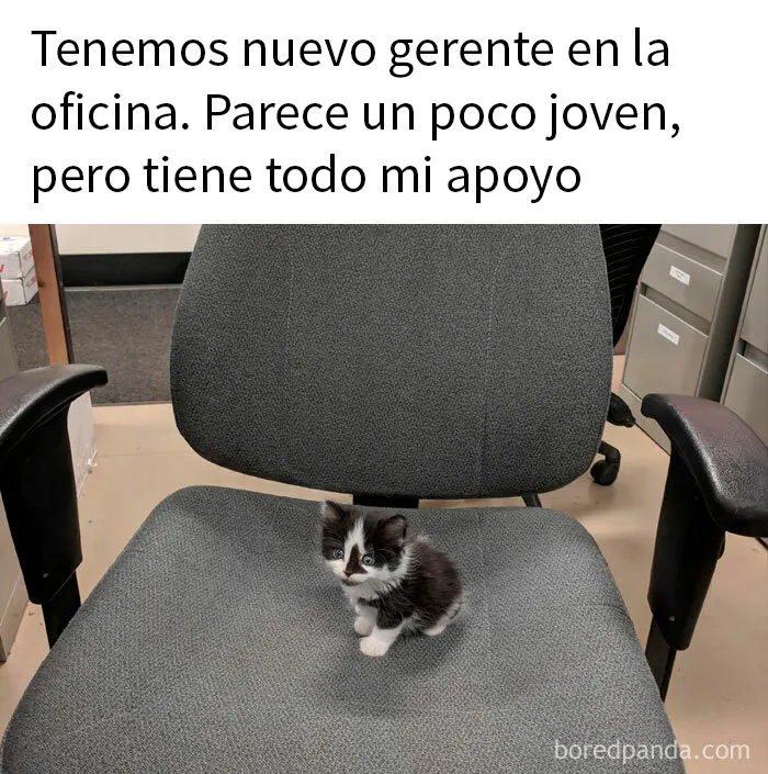 20 Memes reconfortantes para alegrarte el día (nuevas imágenes)