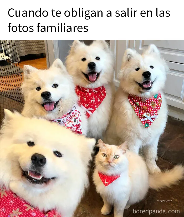 20 Memes reconfortantes para alegrarte el día (nuevas imágenes)