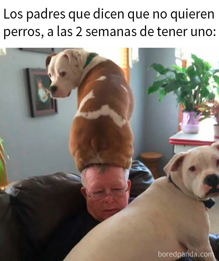 20 Memes reconfortantes para alegrarte el día (nuevas imágenes)