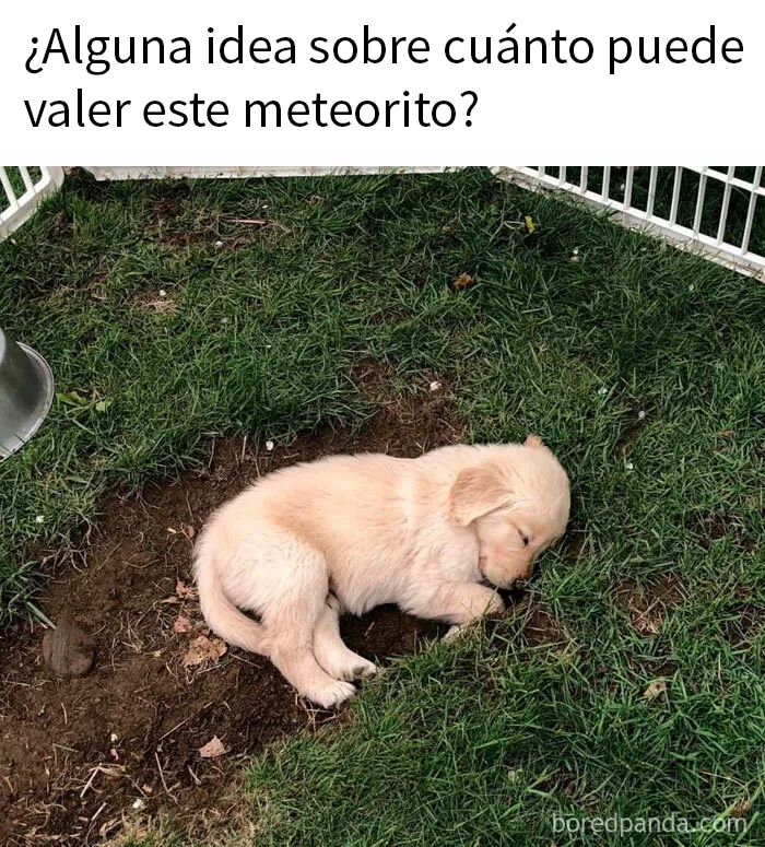 20 Memes reconfortantes para alegrarte el día (nuevas imágenes)