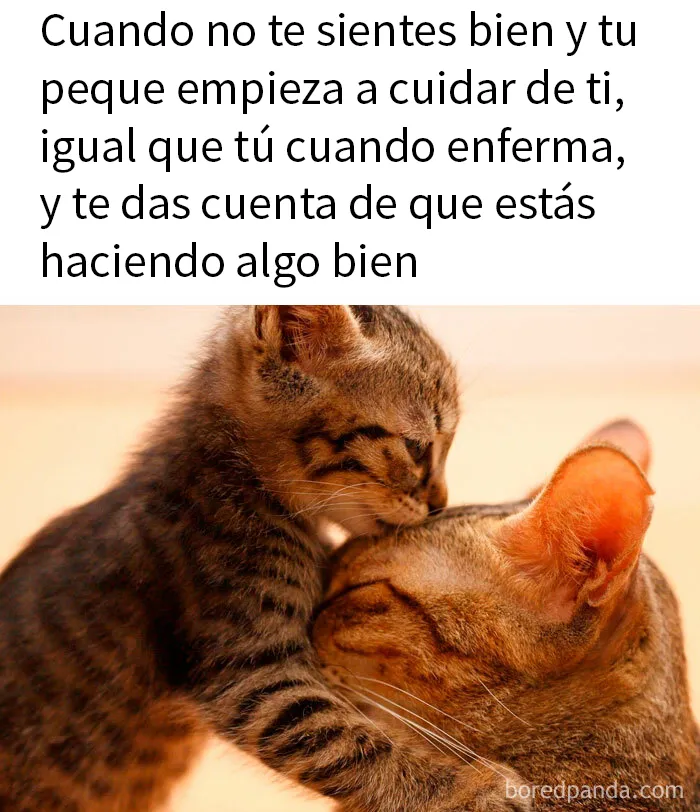 20 Memes reconfortantes para alegrarte el día (nuevas imágenes)