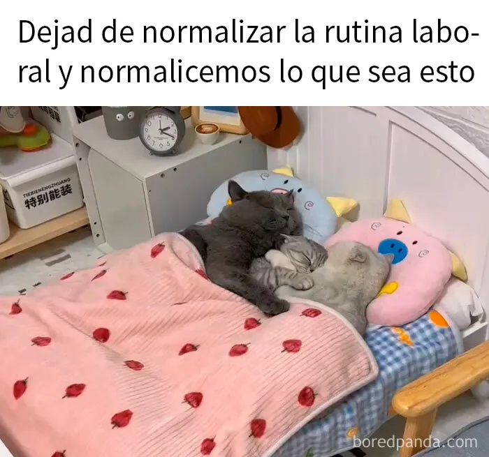 20 Memes reconfortantes para alegrarte el día (nuevas imágenes)
