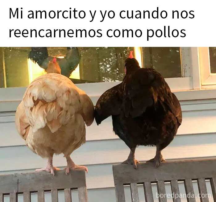 20 Memes reconfortantes para alegrarte el día (nuevas imágenes)
