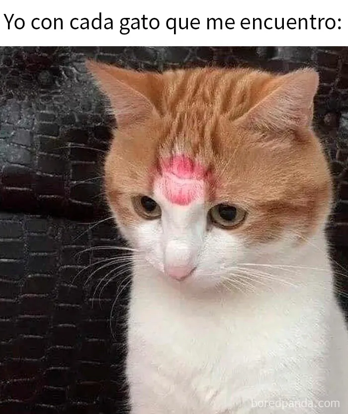 20 Memes reconfortantes para alegrarte el día (nuevas imágenes)