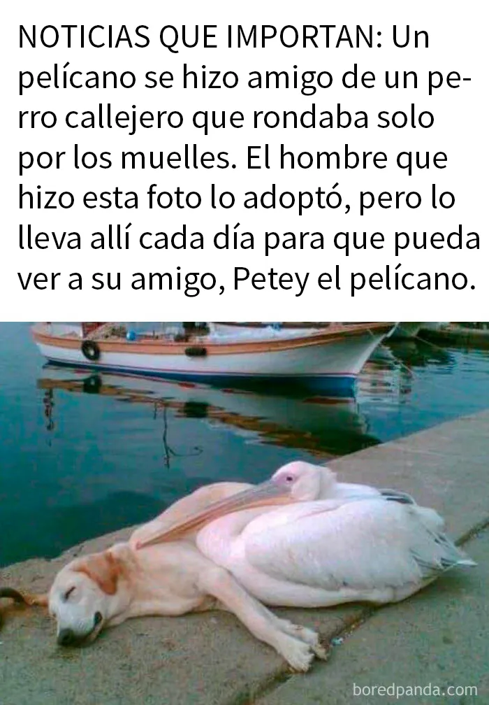 20 Memes reconfortantes para alegrarte el día (nuevas imágenes)