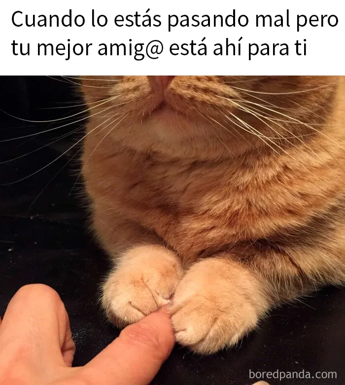 20 Memes reconfortantes para alegrarte el día (nuevas imágenes)